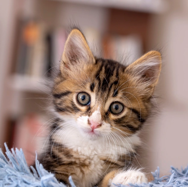 Kitten Care