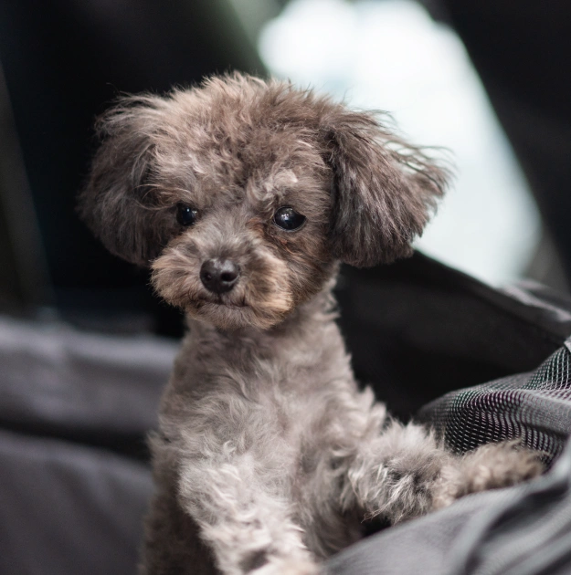 Puppy Care