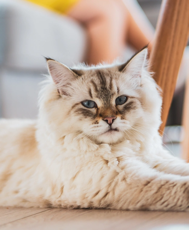Senior Cat Care