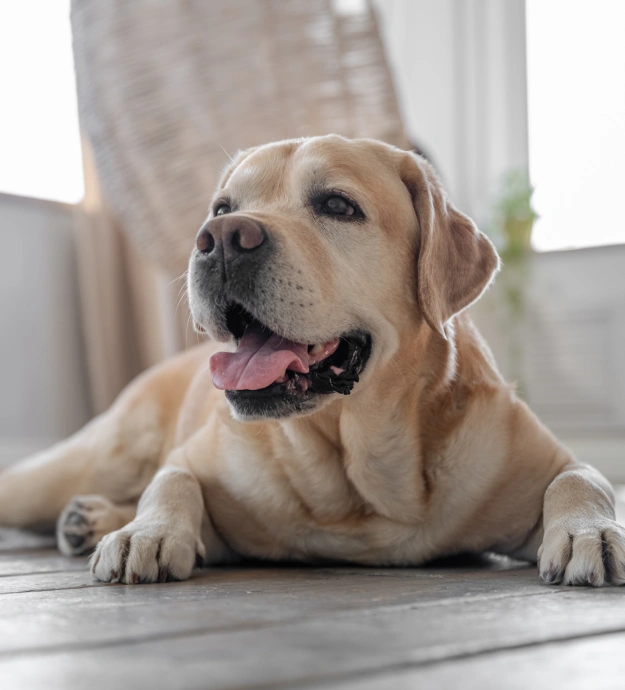 Comfort Focused Therapies That Help