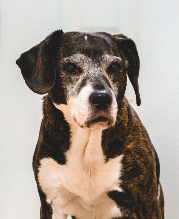 Senior Dog Care