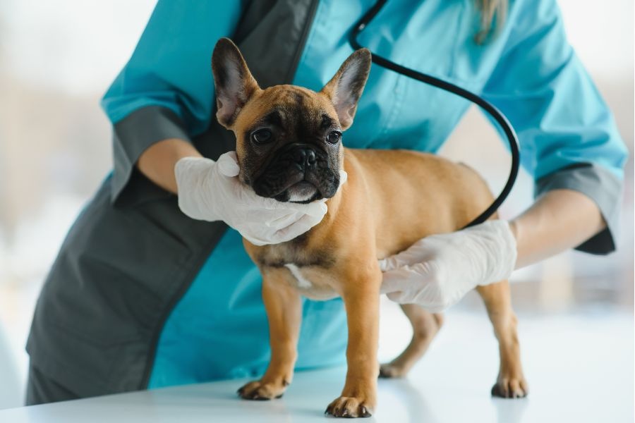 puppy first vet visit