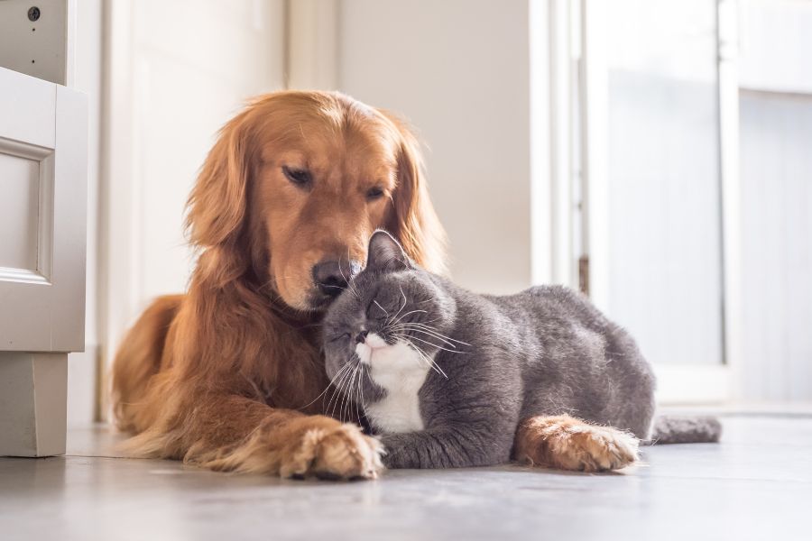 best toys for indoor cats and dogs