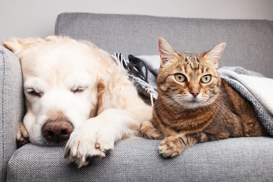 how to find urgent pet care hospital