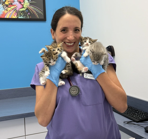 Guidance for Raising a Healthy Young New Kitten