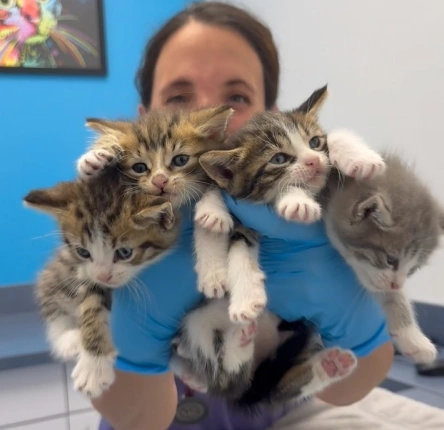 Kittens