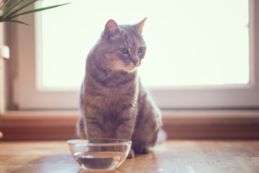 cat hiding and won't eat serious signs