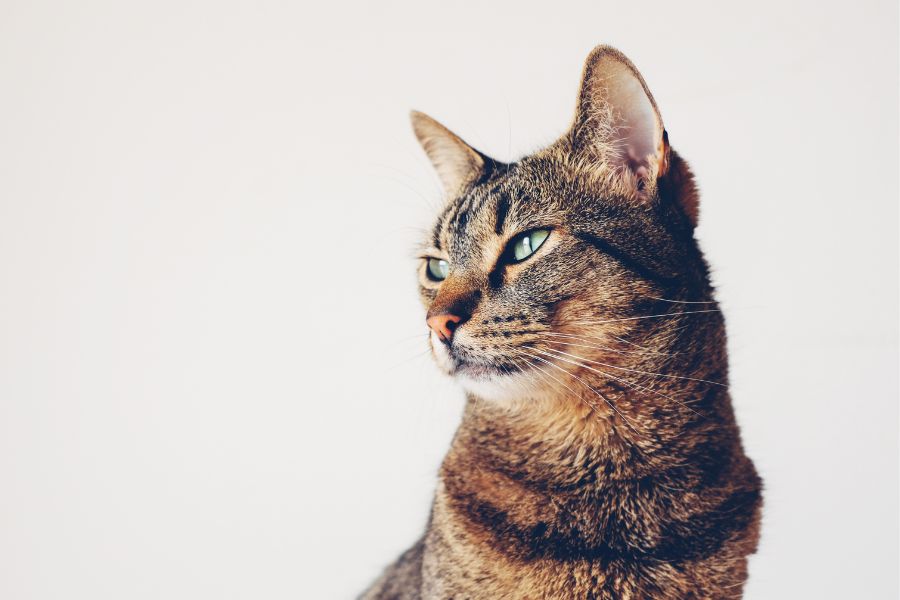 signs of food poisoning in cats