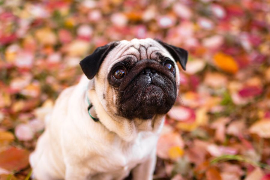 urgent care for pugs breathing issues