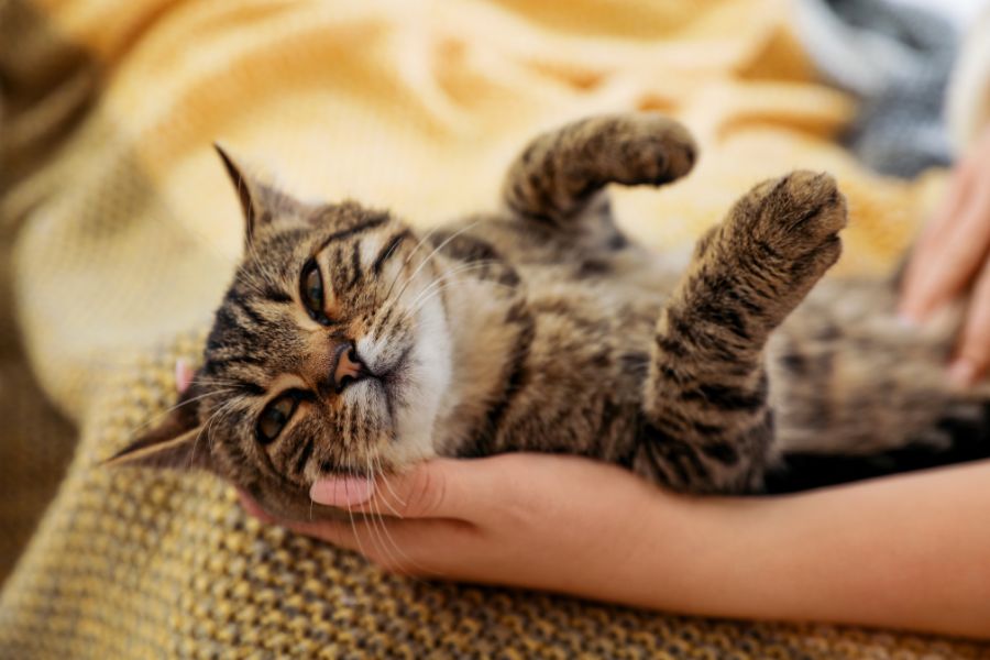 cancer in cats early warning signs