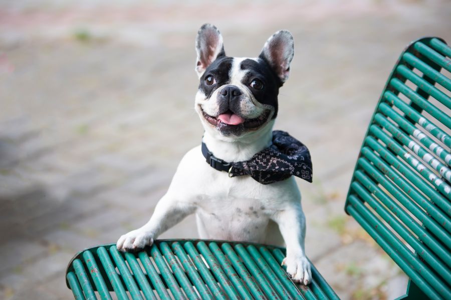 dog not eating needs urgent vet care