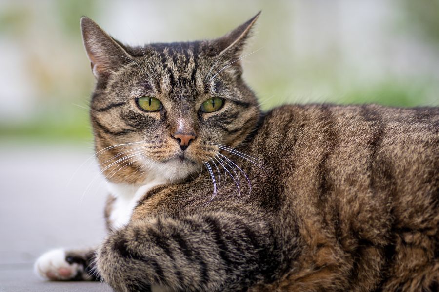 Lyme disease in cats