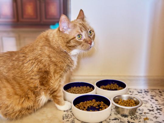 wet food vs dry food for cats
