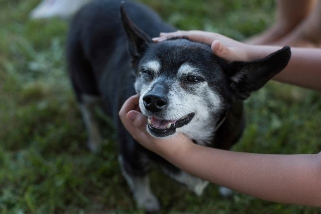 dog broken bones