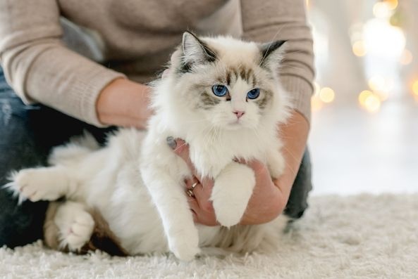 Understanding feline behavior